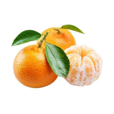Imagem de Muda Frutífera de Tangerina Montenegrina Enxertada - AgroJardim