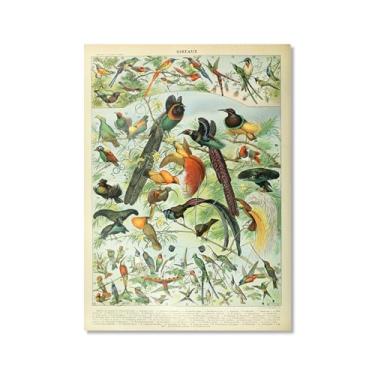 Imagem de Pôster vintage de pássaros franceses ornitologia impressão de pássaros presentes para pássaros educação arte de parede pintura em tela sala de estar decoração de casa (SKU3,50.8x71.1 cm = (50x70cm