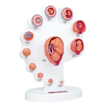 Imagem de Anatomia do Desenvolvimento Embrionário - 4D MasterMed
