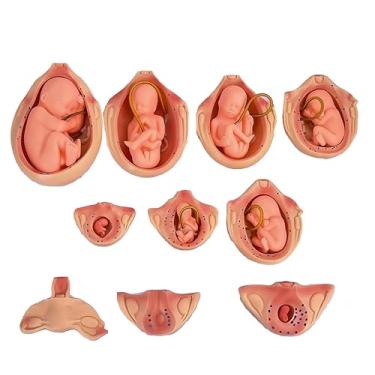 Imagem de DRXRD Modelo de processo de desenvolvimento fetal de 9 meses, modelo médico anatômico de desenvolvimento de embriões para gravidez, modelo de ensino de 10 peças
