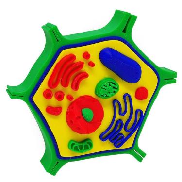 Imagem de Célula Vegetal 14 Cm Impressão 3D Maquete Biologia Citologia