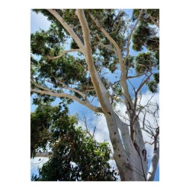 Imagem de Sementes Eucalipto Grandis p/ Podução de Caixote 5g