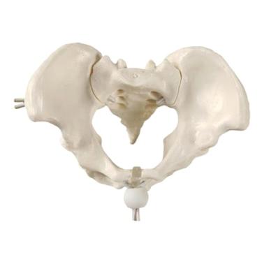 Imagem de YIJU Auxiliar de ensino de modelo de pélvis feminina Modelo médico de esqueleto para parteira em obstetrícia