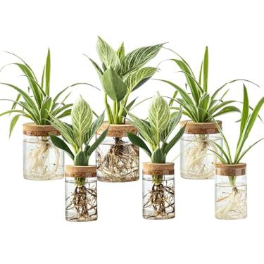 Imagem de Estação de propagação de plantas, vaso de vidro hidropônico, 2 tamanhos, potes propagados para mesas, casas, decorações de jardim, decorações de cozinha e presentes .20,5 (6 peças)