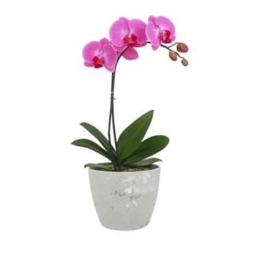 Imagem de Vaso Cachepô Redondo Decorativo 15x13cm Alto Brilho para Orquídeas e Cactos Flores Pequenas - Branco
