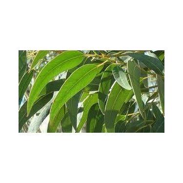 Imagem de Eucalipto - PREMIUM - 50 gr. - - NoBrand