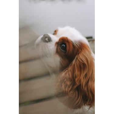 Imagem de Notebook: Cute Cavalier King Charles Spaniel Notebook