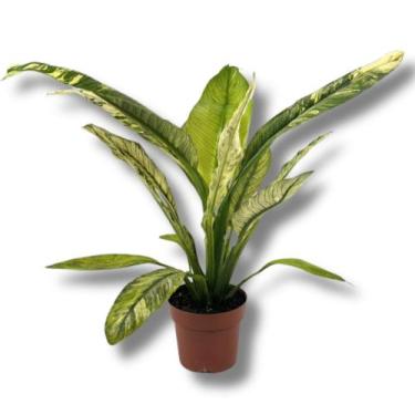 Imagem de Planta Spathiphyllum Sensation Variegata Rara Pote 17 - INSPIRA FLORA