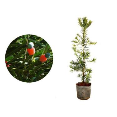 Imagem de Muda de Podocarpo 20 a 40cm AMK - Plantas Online - AMK Jardinagem e Pa