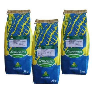 Imagem de Semente De Milho Verde Grãos Robusto Pamonha Silagem 6kg