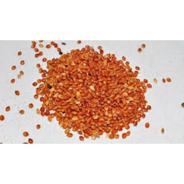 Imagem de Painço Vermelho - 250g Para Canários, Calopsitas - Aves - VETMOC