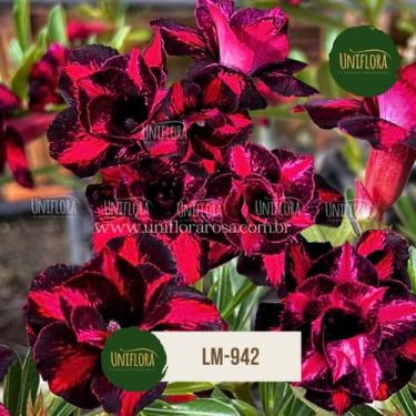 Imagem de Planta Rosa do Deserto DOBRADA NEGRA com listras LM942 - UNIFLORA
