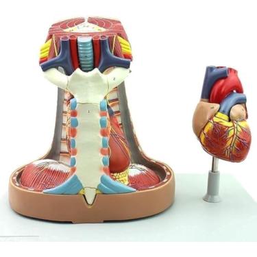 Imagem de Modelo de mediastino humano em tamanho real, modelo de sistema respiratório anatômico de timus mediastino de esterno, modelo anatômico de coração de PVC, adereços de ensino
