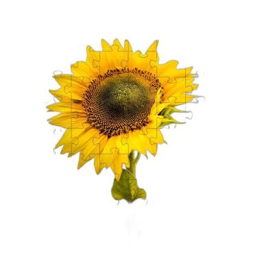 Imagem de 4 Quebra-Cabeças De Flores Coloridas Do Mundo De 40 Peças