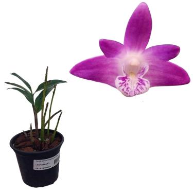 Imagem de Orquidea Muda Dendrobium Kingianum Tipo Planta Rosa Flor P10