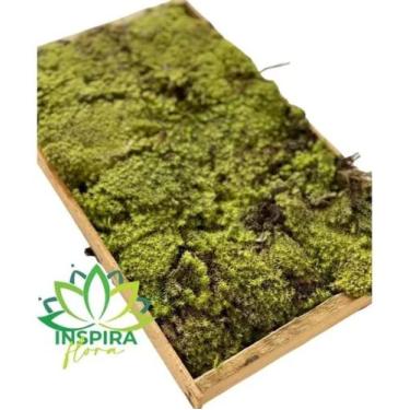 Imagem de Caixa De Musgo Vivo Verde Terrário Kokedamas Fofão Terrariun - FLORA F