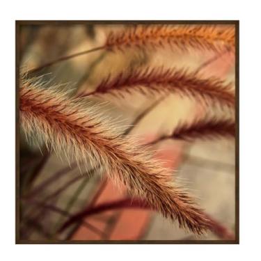 Imagem de Quadro Decorativo Folhas de Campo com Vidro e Moldura 52x52cm (Calor do Campo, Gano, 52, centímetros, 52, centímetros)