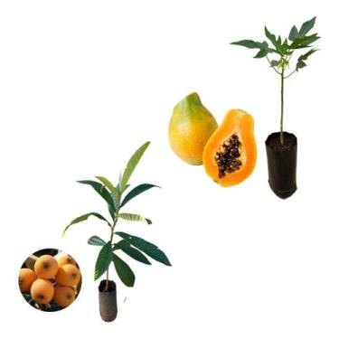 Imagem de Kit 2 Mudas - 1 Nêspera Gigante + 1 Mamão Papaia - AMK - Jardinagem e 