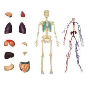 Imagem de Anatomia Do Corpo Humano - MinyMix