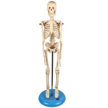 Imagem de Esqueleto Humano De 45 Cm