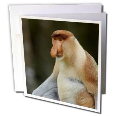 Imagem de 3dRose Cartão de felicitações Retrato de um Macaco Probócio Masculino, Sabah, Malásia, 15 x 15 cm (gc_257212_5)