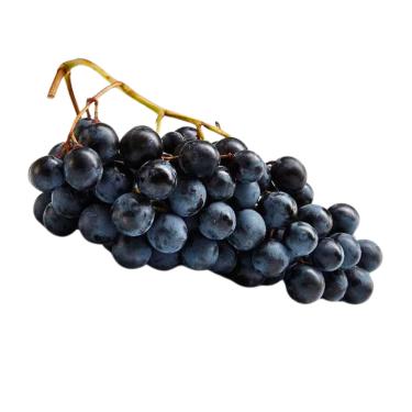 Imagem de Muda de Uva Vitória Preta Enxertada (Sem Semente) - Rápida Produção - Produz em Vasos