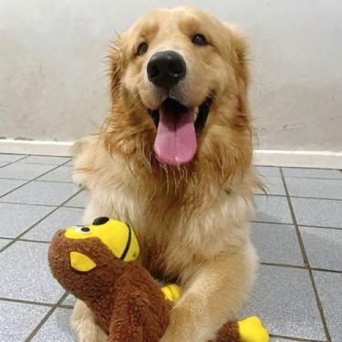 Imagem de Kit 2 Macacos Brinquedo Mordedor Pets c/ Som Apito Pelúcia Algodão Pol