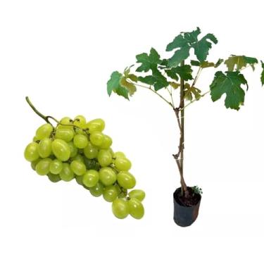 Imagem de Muda de Uva Thompson (Vitis vinifera) Altura de 50 a 80cm – variedade de uva sem sementes, ideal para consumo in natura, produção de vinhos, cultivo em parreirais, estufas, quintais, produtiva