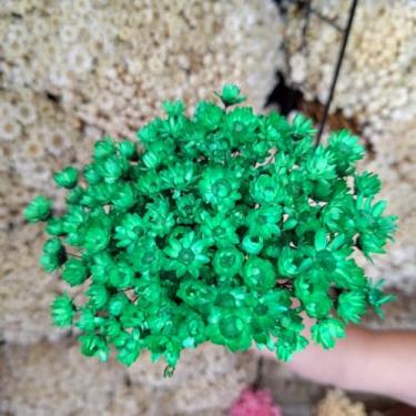 Imagem de Kit 1.600 Flores Sempre-Vivas Tipo 1 Extra | Flores Secas Naturais p/ Decoração, Arranjos e Presentes | Buquês Premium | Oferta Especial(Verde Escuro)