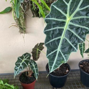 Imagem de Alocasia amazonica - Categoria Platina
