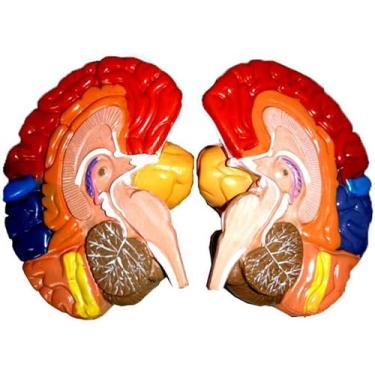 Imagem de Modelo de cérebro particionado com código de cores - Modelo de cérebro humano - Modelo de cérebro anatomicamente urato em tamanho real Cérebro humano Modelo anatômico do córtex cerebral, 2 p