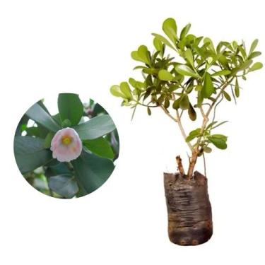 Imagem de Muda de Clusia 20 a 40cm AMK - Plantas Online - AMK Jardinagem e Paisa