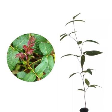 Imagem de Muda de Gonçalo Alves 20 a 40cm AMK - Plantas Online - AMK Jardinagem 