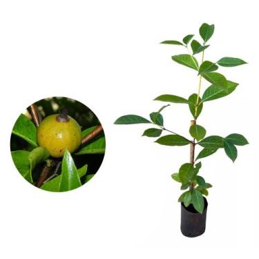 Imagem de Muda de Marmelo do Cerrado 20 a 40cm AMK - Plantas Online - AMK Jardin