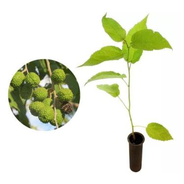 Imagem de Muda de Mutambo 20 a 40cm AMK - Plantas Online - AMK Jardinagem e Pais