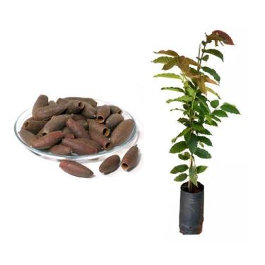 Imagem de Muda de Jequitibá Branco 20 a 40cm AMK - Plantas Online - AMK Jardinag
