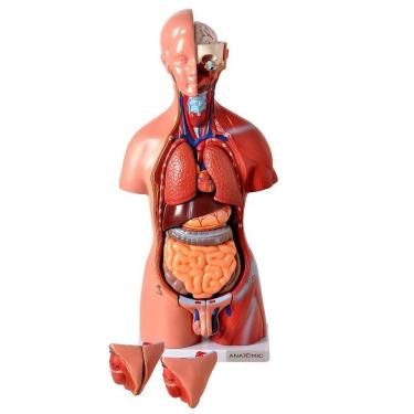 Imagem de Torso Humano 45 Cm Altura Bissexual Coluna Exposta 25 Pts