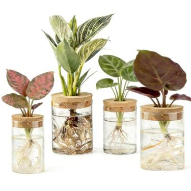 Imagem de Estação de propagação de plantas de vidro, conjunto de 4, 2 vasos grandes e 2 pequenos de vidro borossilicato transparente para propagação de plantas, estações de propagação hidropônica nórdica