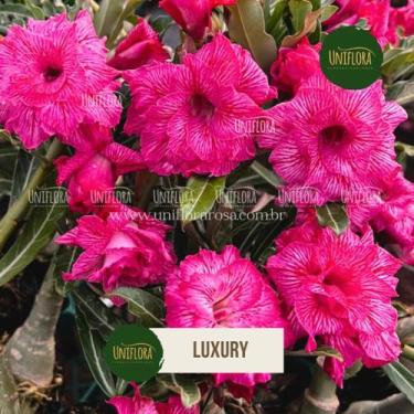 Imagem de Rosa do deserto dobrada rosa riscadinha luxury - UNIFLORA