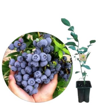 Imagem de Muda De Mirtilo Blueberry Muda Nova Estaquia
