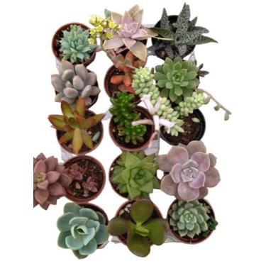 Imagem de Kit com 25 mini suculentas - Suculentas e Cia