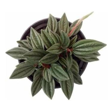 Imagem de Muda Peperomia Caperata Rosso Planta Natural Decorativa Jardim Apartamento Varanda Casa Elegante Folhagem Linda
