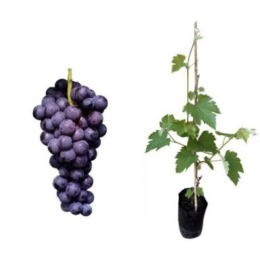 Imagem de Muda de Uva Venus 50 a 80cm AMK - Plantas Online - AMK Jardinagem e Pa