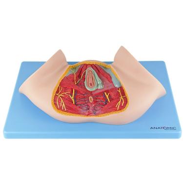 Imagem de Assoalho Pélvico Feminino