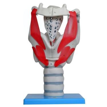 Imagem de Laringe Funcional 3,5 X O Tamanho Natural, Anatomia