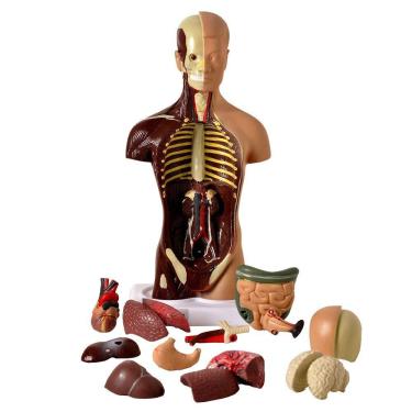 Imagem de Torso Humano 28cm Altura Assexuado Em 14 Pts Anatomia