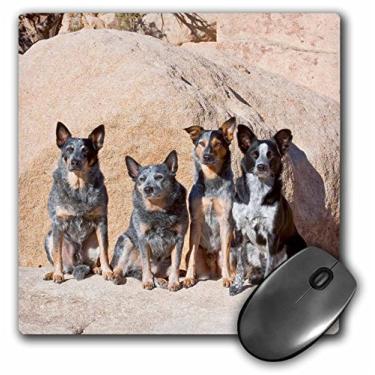 Imagem de 3dRose Mouse pad LLC 20 x 20 x 0,65 cm, quatro cães de gado australianos Zandria Muench Beraldo (mp_88793_1)