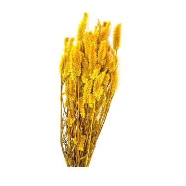 Imagem de Buque Maço Celosia Rabo De Gato Flores Desidratadas - Inspira Flora, A