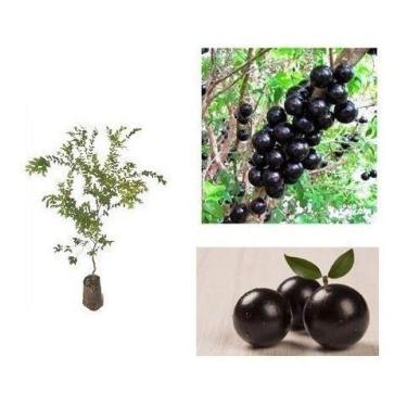 Imagem de Jabuticaba Sabará - Plantas Com 1 Mt De Altura . - Mudas Herculandia