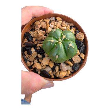 Imagem de CACTO GYMNOCALYCIUM HORSTII VASO 11CM